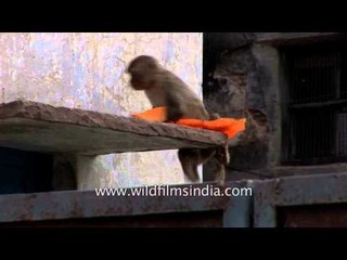 Monkey joins the festive season with mankind