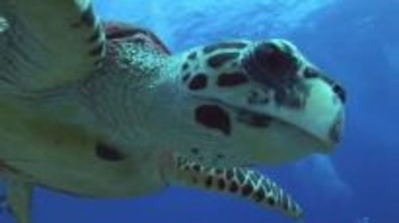 Unterwasserfilmer Peter Schneider aus Rangiroa Teil 2