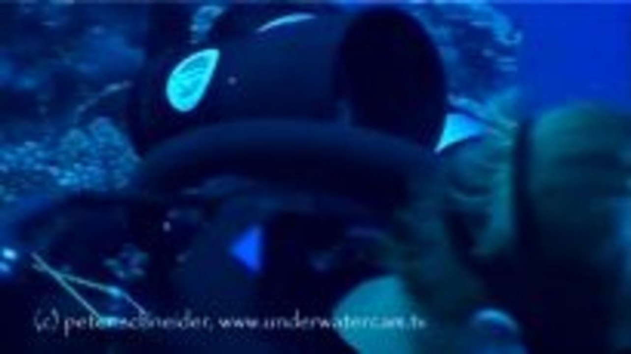 Tauchen mit Delfinen