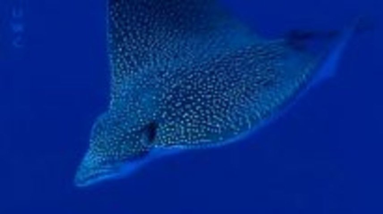 Tauchen in den Gewässern von Rangiroa