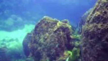 Tauchen in der Dominikanischen Republik