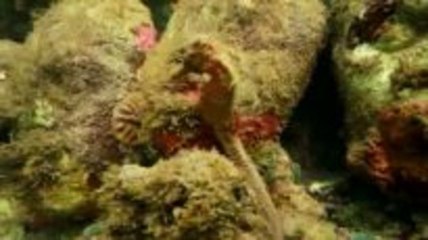 Tauchen im  Museo Subaquatico de Arte