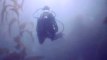 Kelp Diving vor der Küste Kaliforniens
