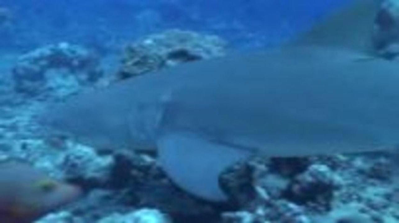 Tauchen vor Moorea