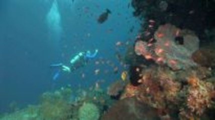 Shorediving in Timor Leste