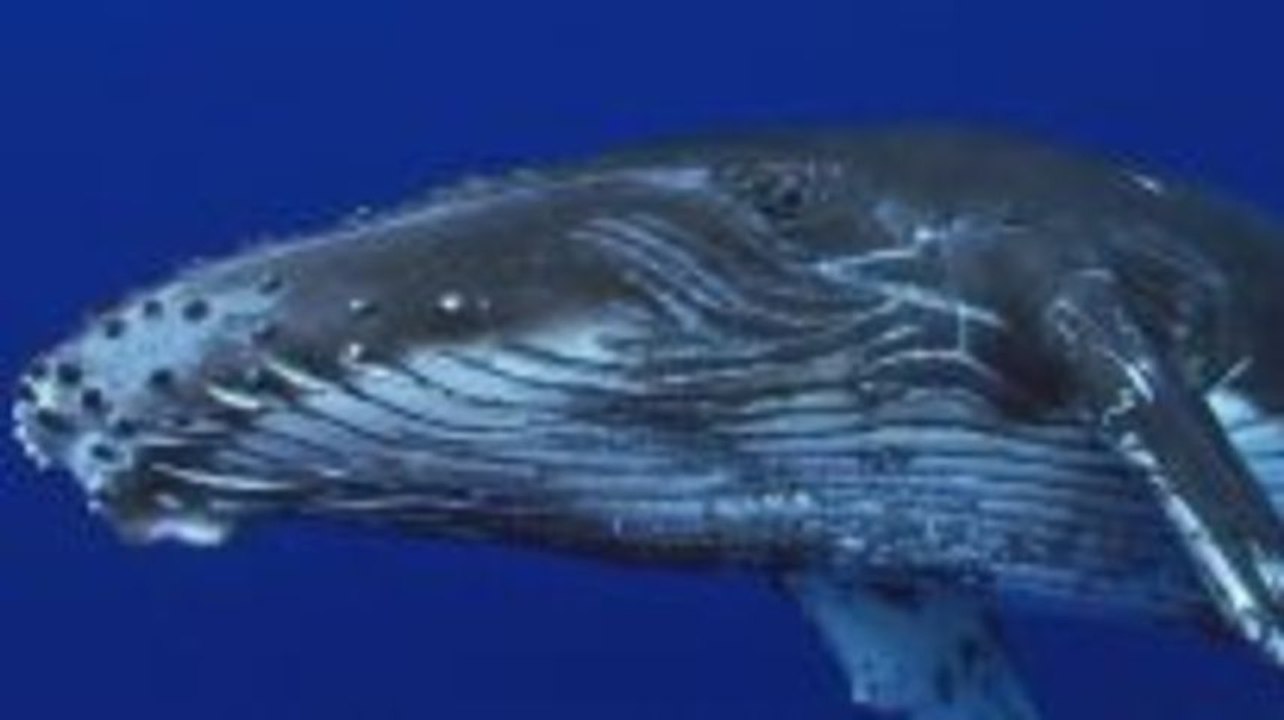 Die Wale von Moorea
