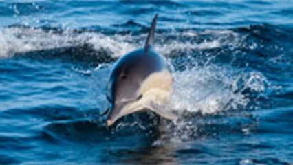 Der alljährliche Sardine Run in Südafrika