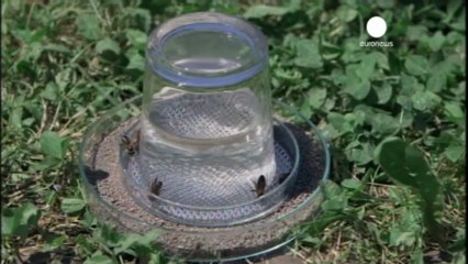 Bees buzz over landmines after detection training