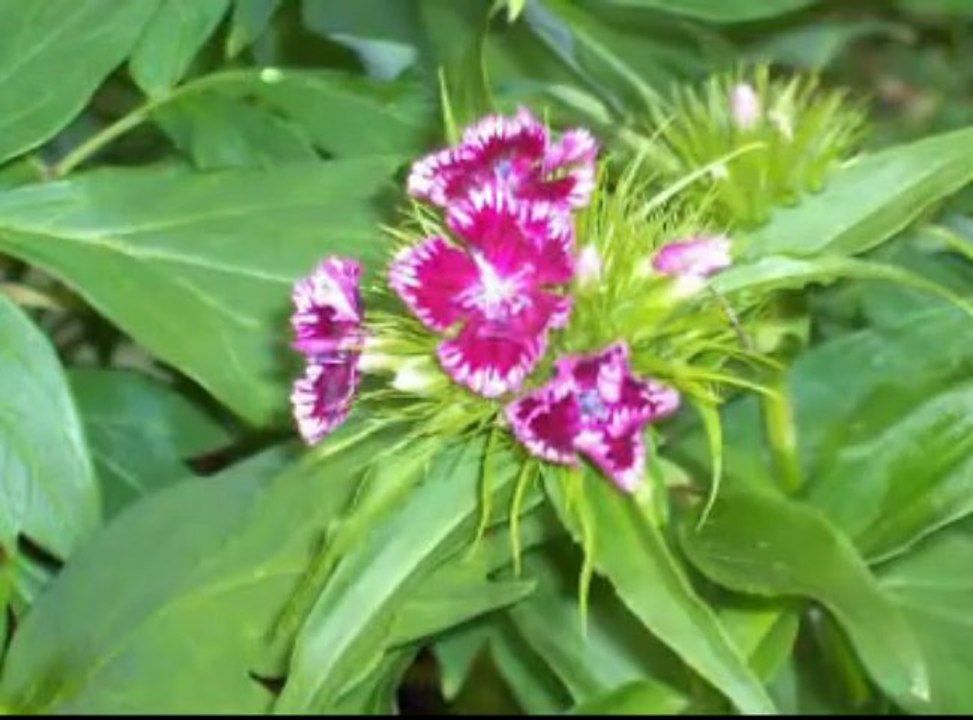 chats et fleurs dans le jardin en 2007