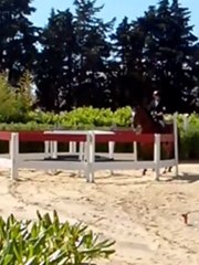 Equitation de travail Maniabilité