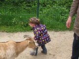 Léonie, 2 ans et demi et les chèvres au zoo