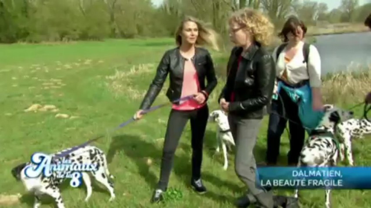 Dalmatien_sans_Famille_les_animaux_de_la_8_05_mai_2013