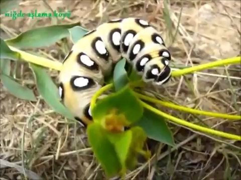 niğde aşlama köyü mezarlığı - M.KUMRU