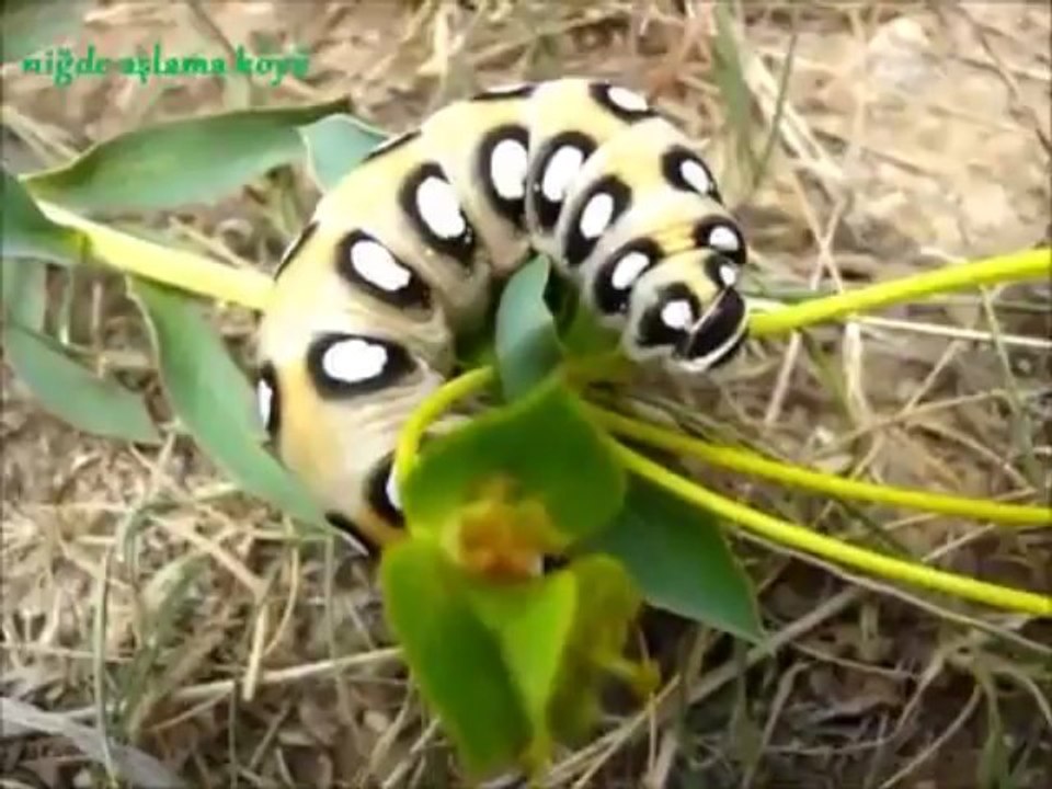 niğde aşlama köyü mezarlığı - M.KUMRU