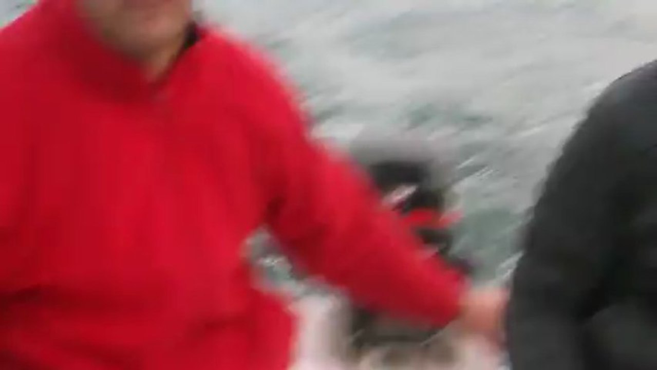 balık4