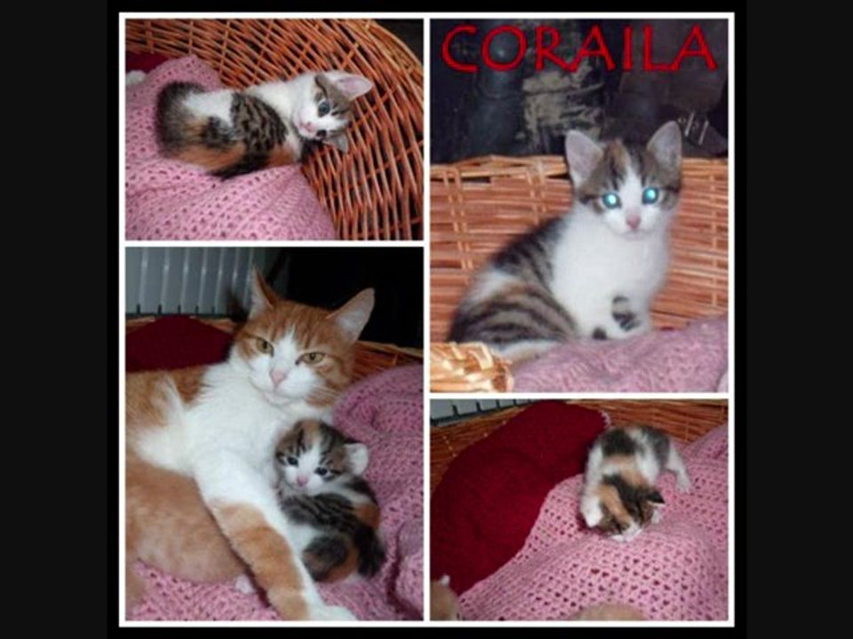 CORAILA ET TITEUF   6 SEMAINE