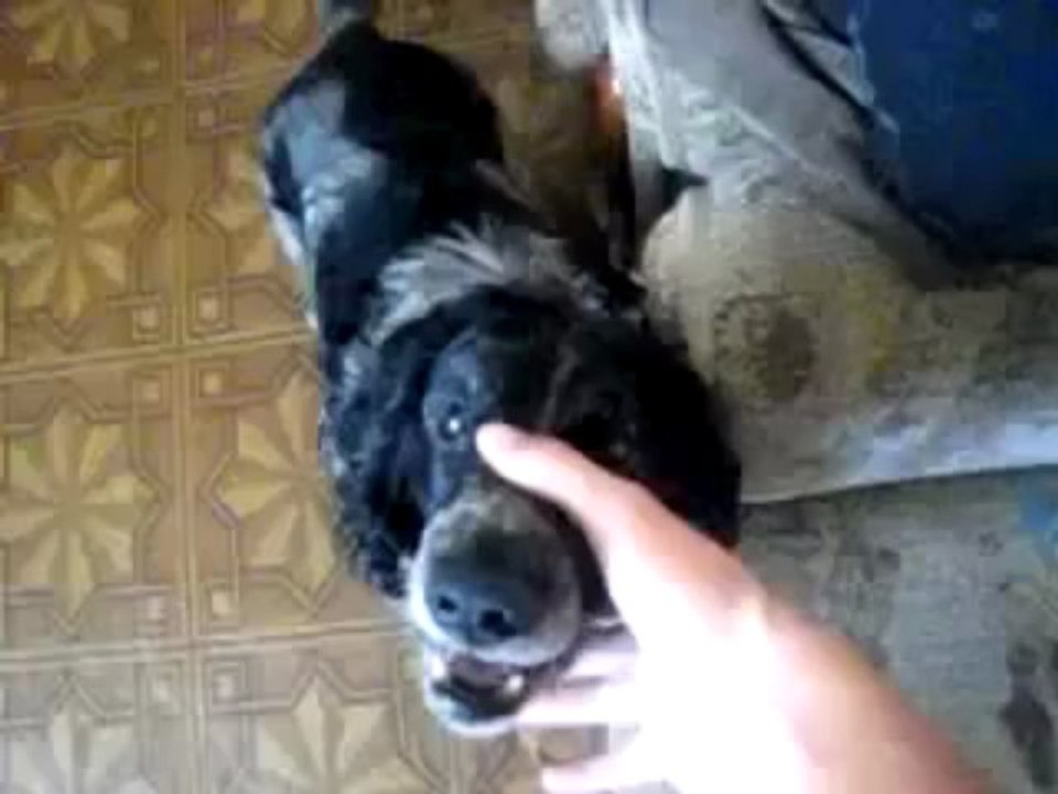 Beatbox Dog Abwabwabwa (DnB)