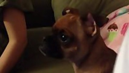 Dog Cries While Watching The Lion King