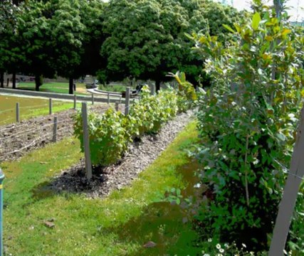 Jardins publics fruitiers et potagers (Nantes 2013)