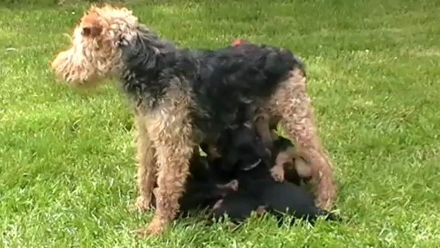 Welsh Terrier du Bois Barré
