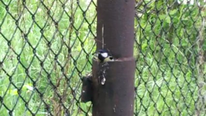 BlackBerry Z10 i sikorka