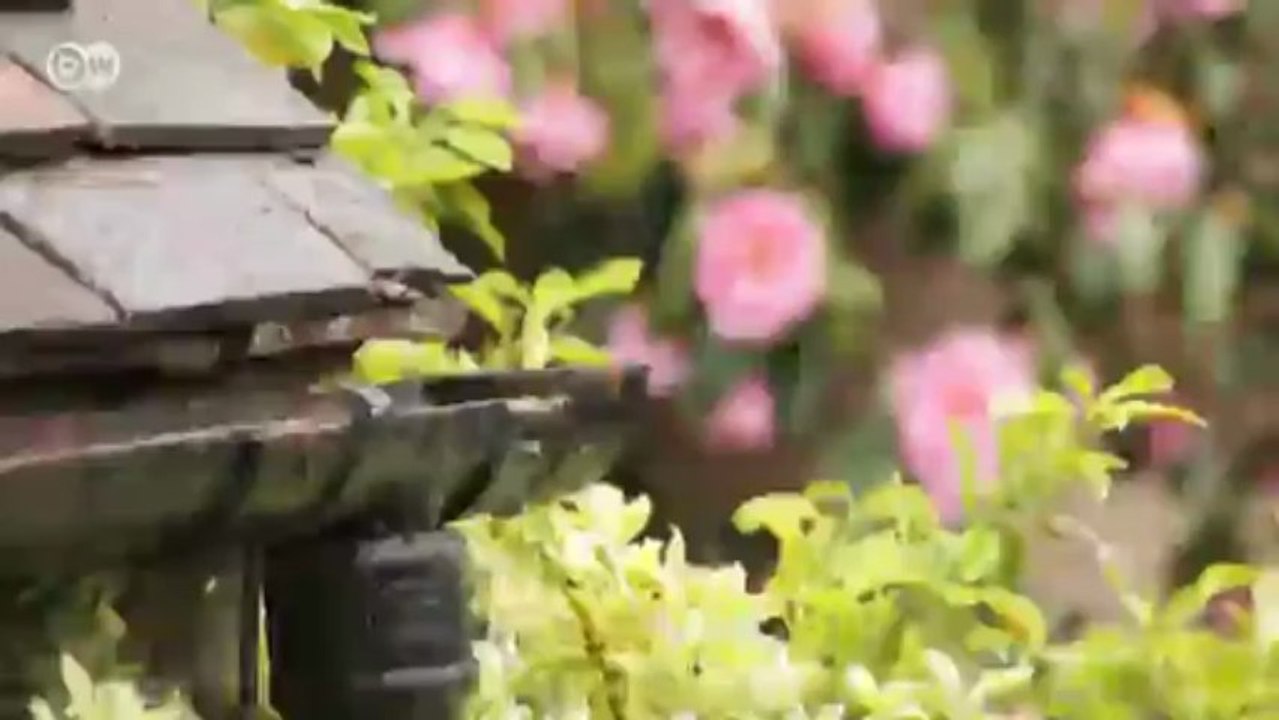 Rosenzüchter david austin aus england | euromaxx