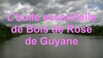 L'huile essentielle de Bois de Rose de Guyane