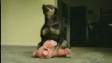 Amor Animal - videos de Humor