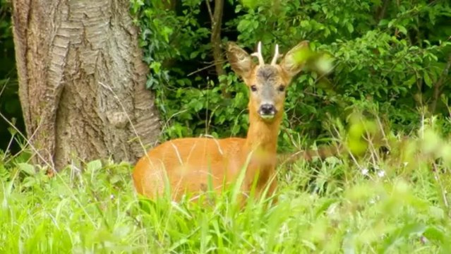 Brocard, repas en lisière de bois