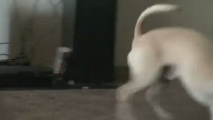 Chihuahua hates taking baths.