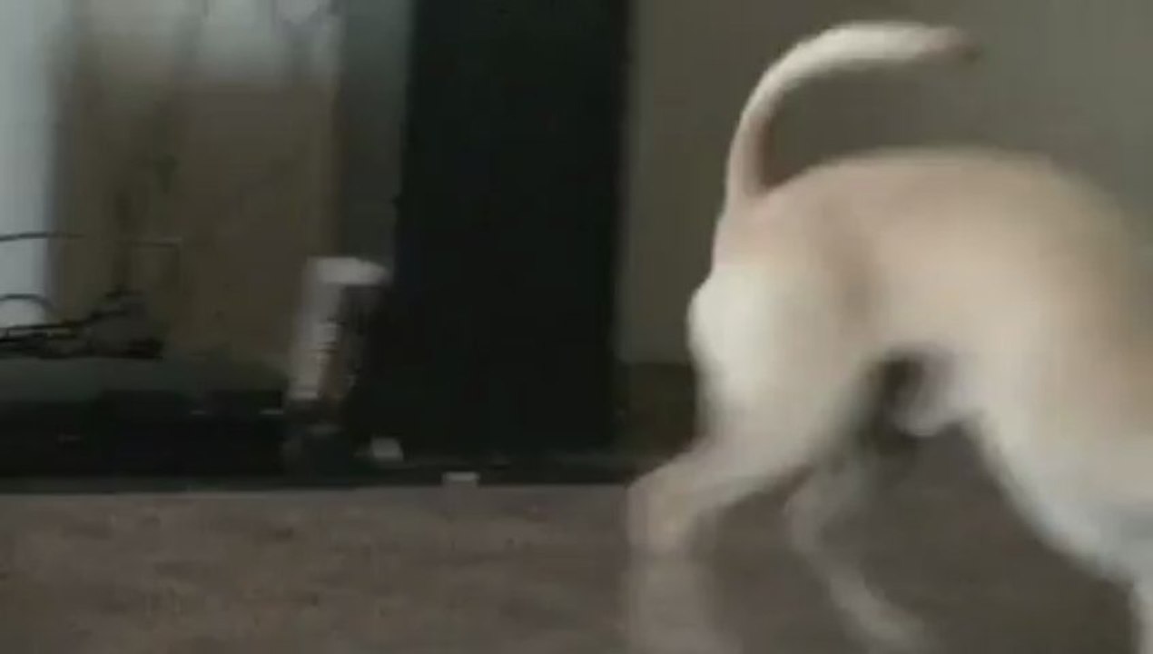 Chihuahua hates taking baths.