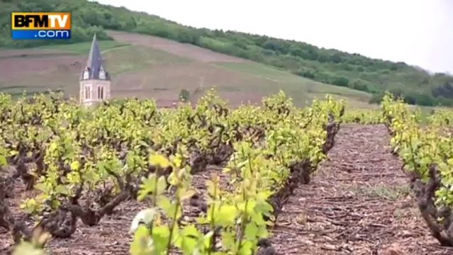 Le manque de soleil inquiète les vignerons - 20/05