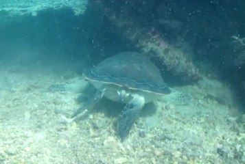 Kélonia : les tortues marines