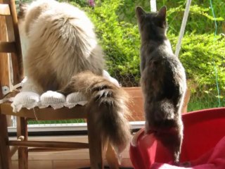 Loona et Enzo , une belle leçon d'Humanité et d'Amour !