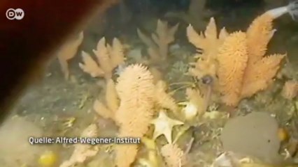 30 Jahre Polarstern - 30 Jahre Expeditionen in die Antarkis | Projekt Zukunft