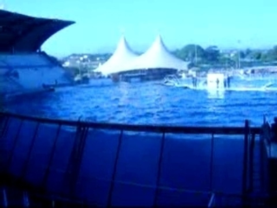 orque marineland