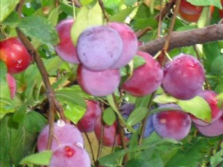 UNUTULMAZ  ŞARKILAR VE SİBEL GENÇER-2