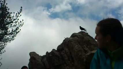 ptak v Cadí-Moixeró