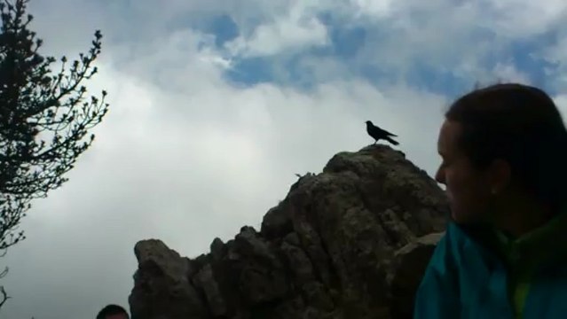 ptak v Cadí-Moixeró