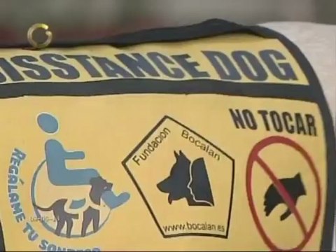Conoce sobre la fundación que entrena perros de asistencia para discapacitados