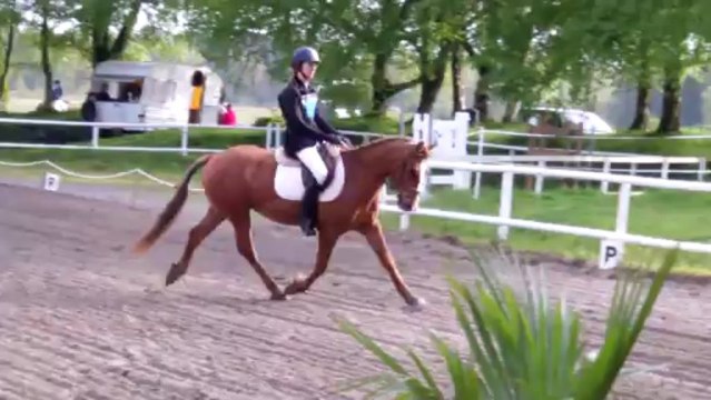 Sylver, Dressage CCE Club 1