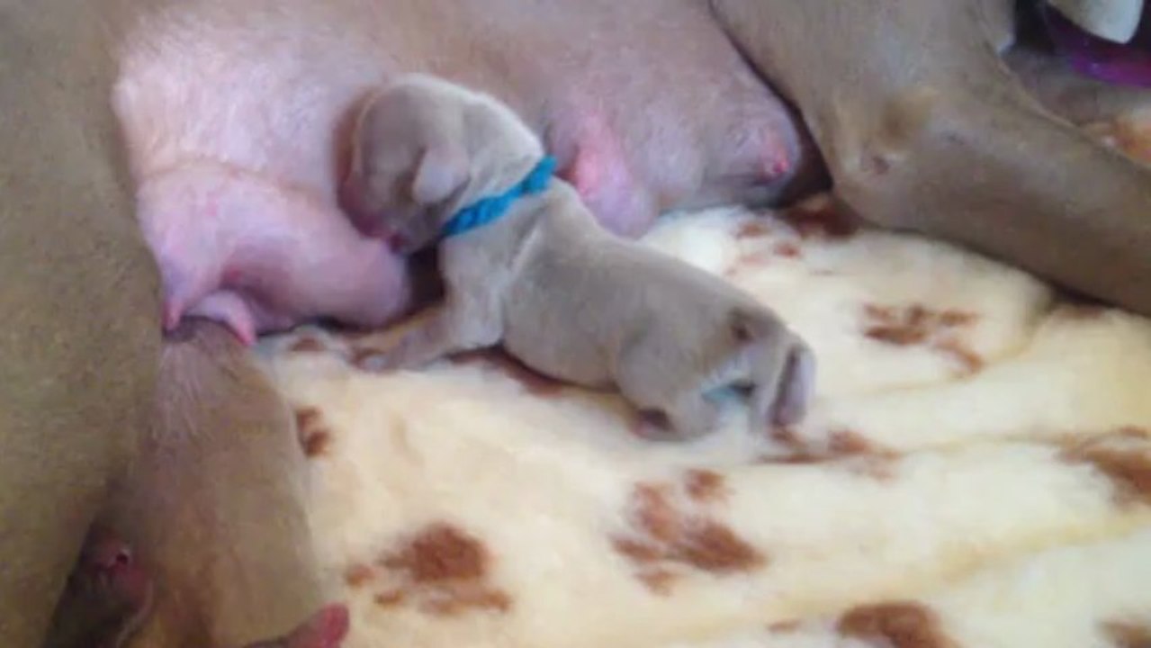 Bleu Foncé (3 jours)