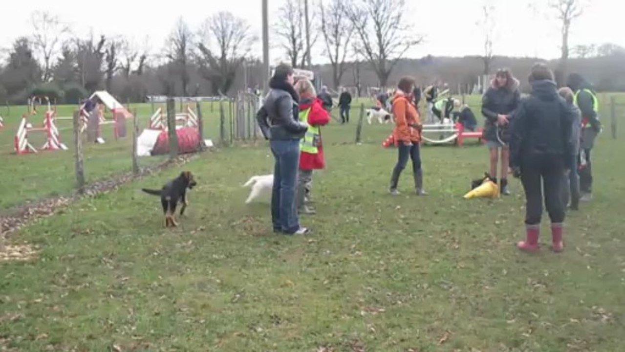 A l'école du chiots du CCBB