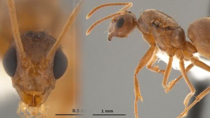 Invasive 'Crazy Ants' Will Eat Your Nintendo