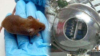 New Study: Space Kills Adorable Earth Creatures