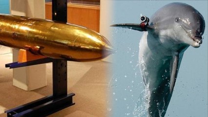 Navy Dolphin Discovers Torpedo