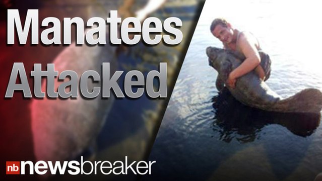 Caught On Tape: Man CannonBalls on Top of 2 Endangered Manatees