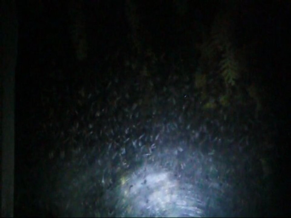 Abeilles La tour