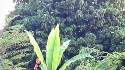 Le vol des thermites