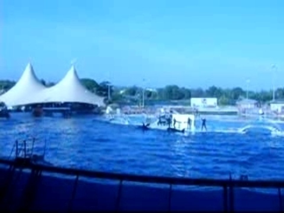 marineland orque
